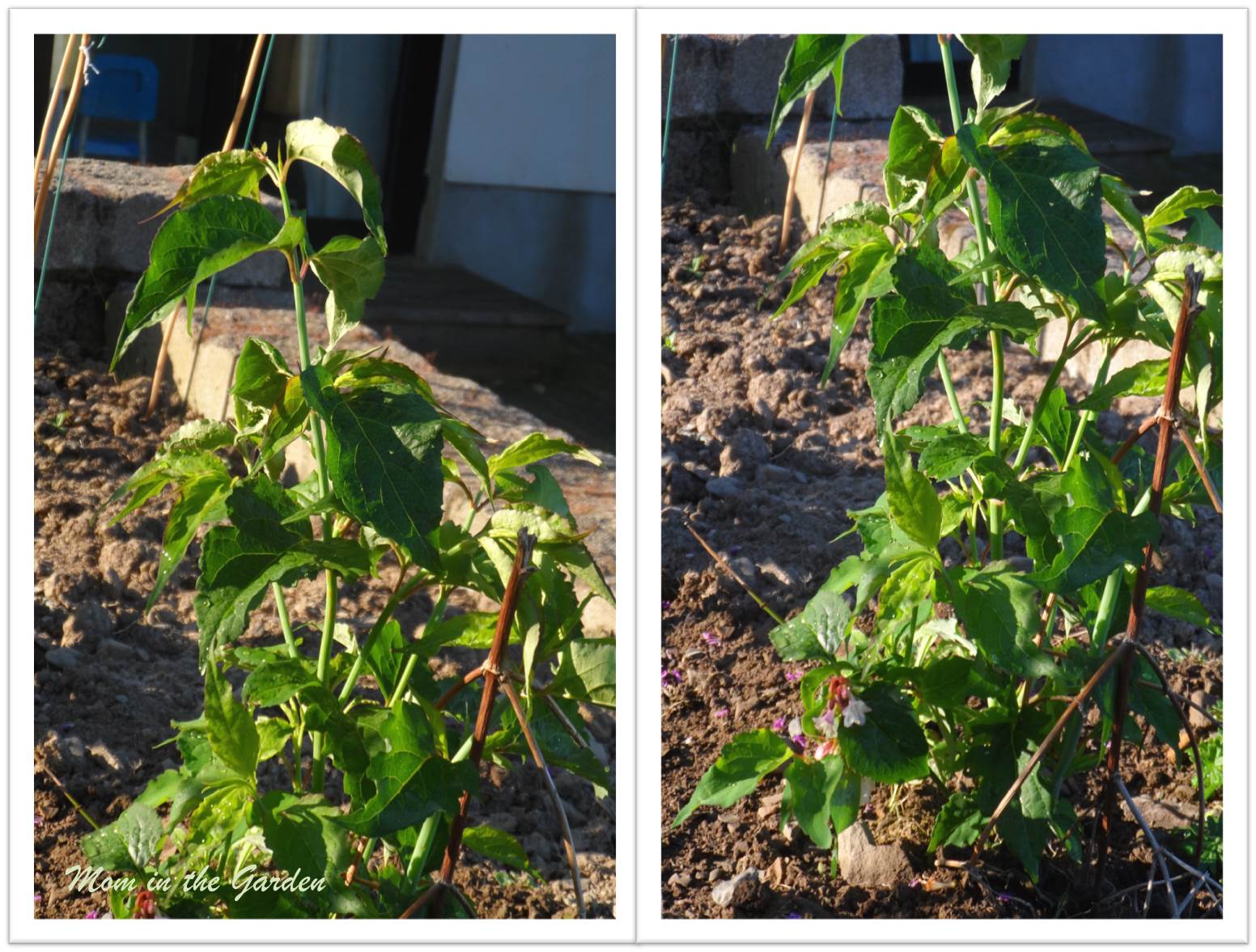 A young Leycestria formosa plant