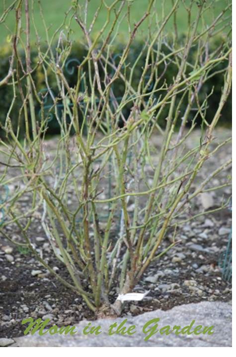 Rose bush before pruning