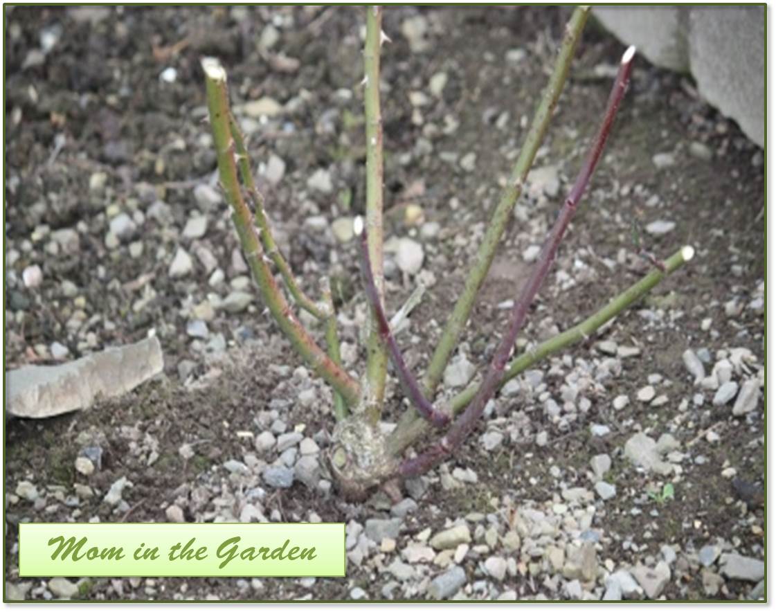 Pruned to 6-8 inches above the base