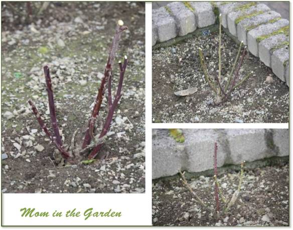Three pruned rose plants