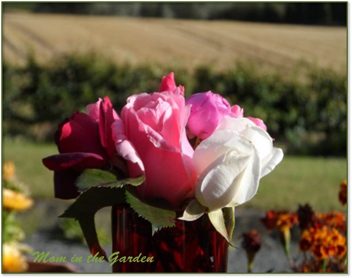 Roses to look forward to...