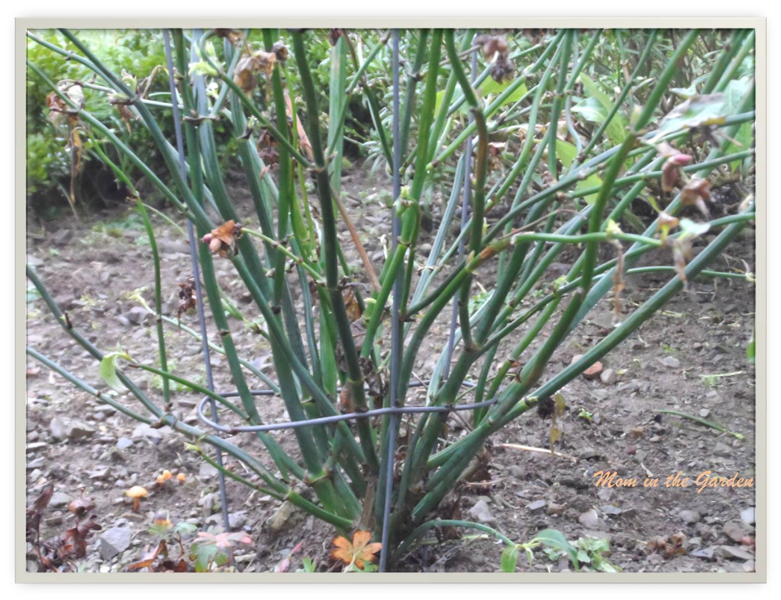 Close up of the stems