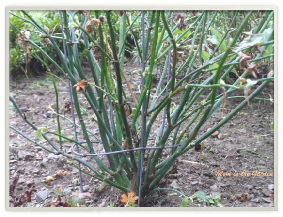 Close up of the stems