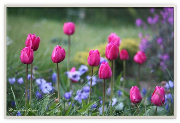 Deep pink tulips with Mr. Fokker Anemone