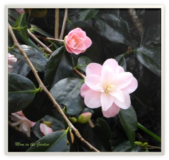 Light pink camellia