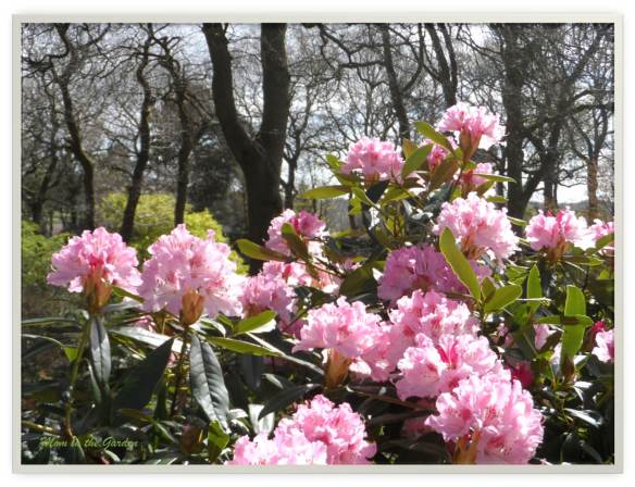 Light pink rhododendron