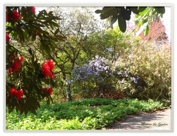 Walking among the rhododendron