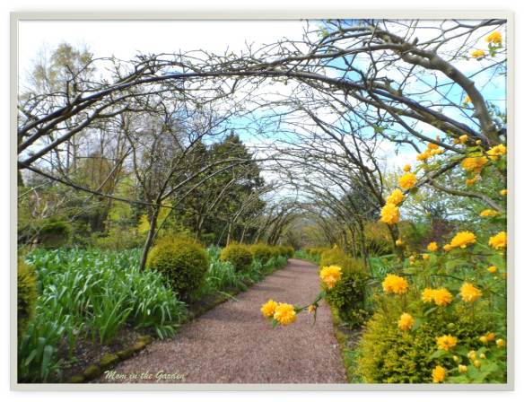 Dorothy Clive Gardens (Laburnum Arch)