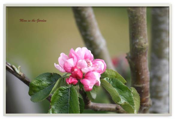 Bramley cooking apple tree blossom
