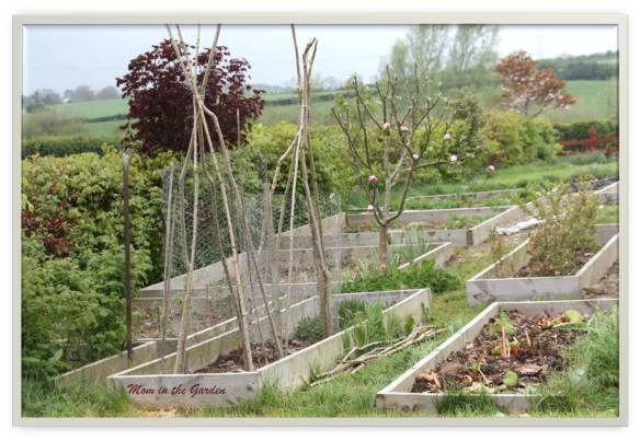 Newly built supports for our peas using hazel and chicken wire.