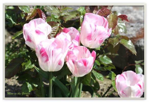 Proper Innuendo Tulips