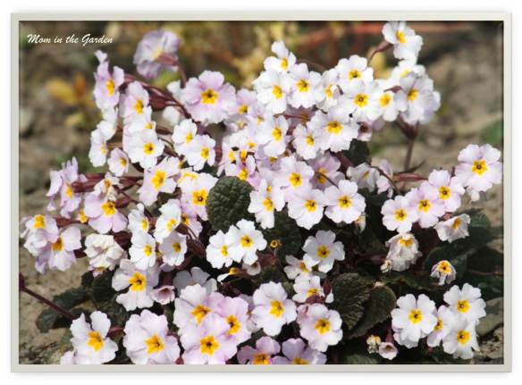 Primrose