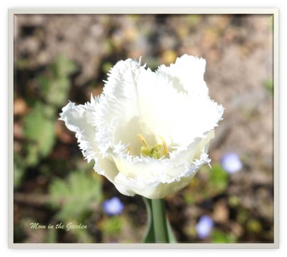 White tulip close-up