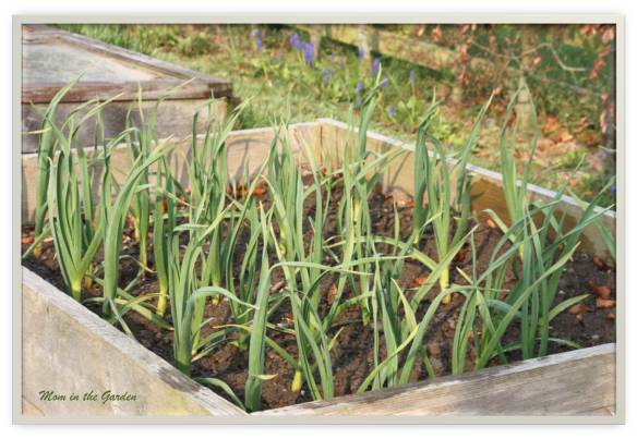 Organic Vallelado Garlic in April