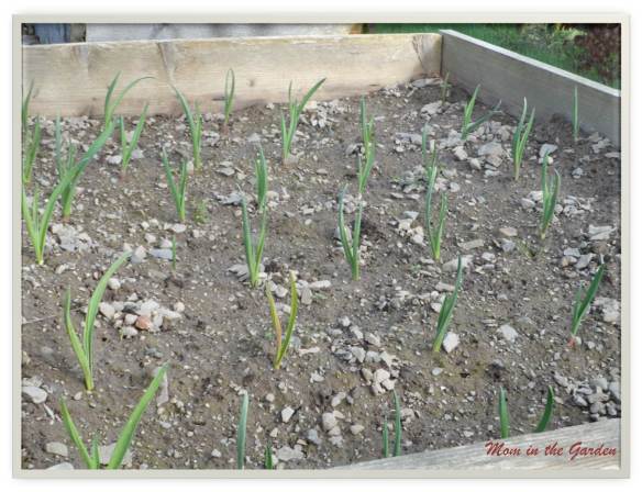 Garlic in March