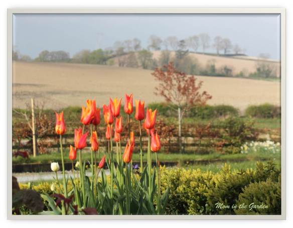 Ballerina Tulips & (rather dry) fields