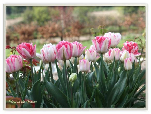 Innuendo Tulips