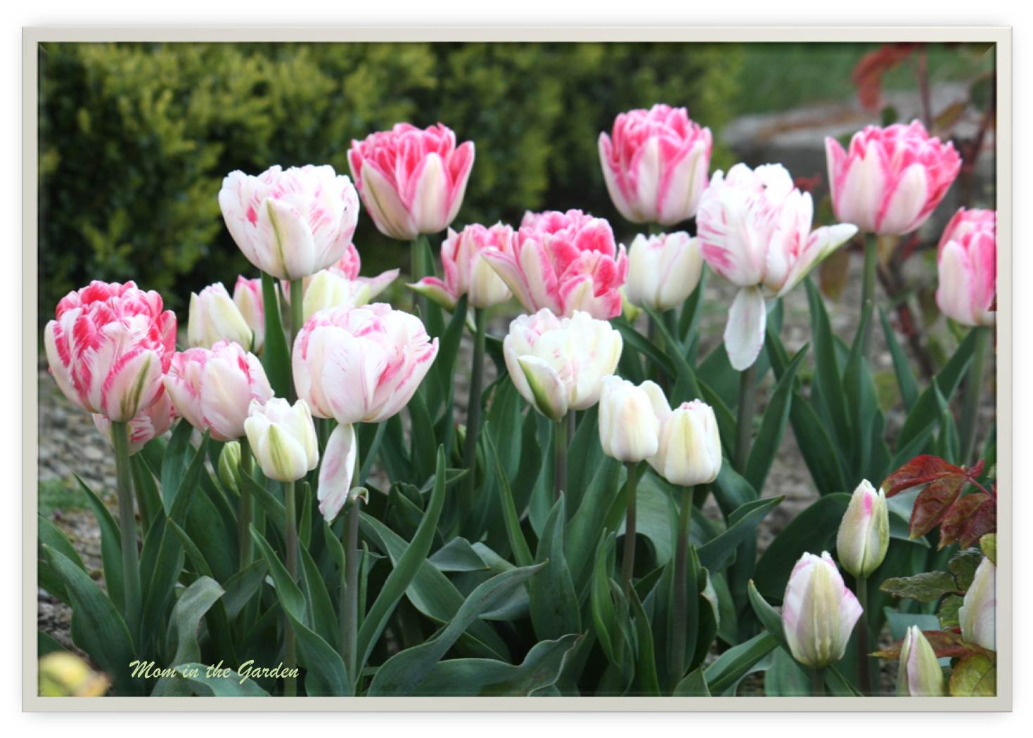 Innuendo Tulips