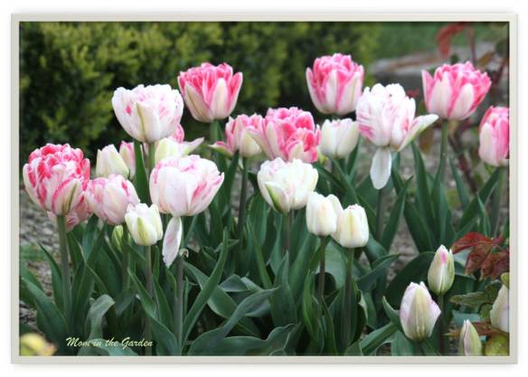 Innuendo Tulips