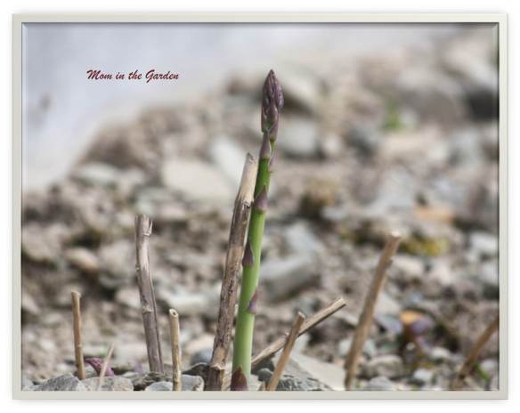 Asparagus