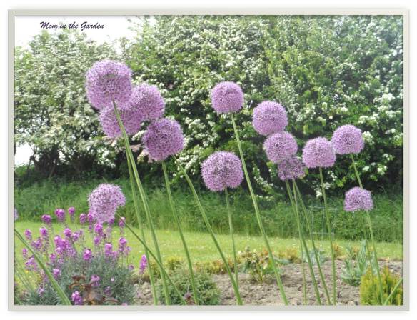Allium from my garden