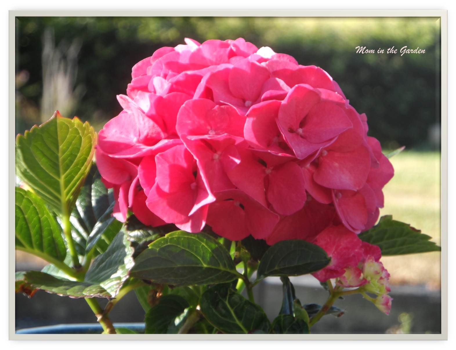 My pink hydrangea