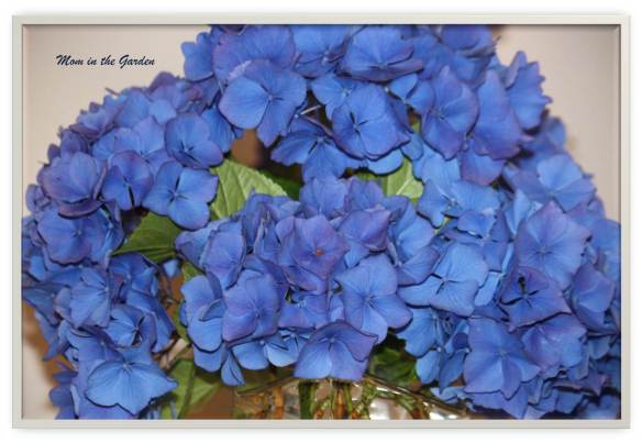 Susan's blue hydrangea