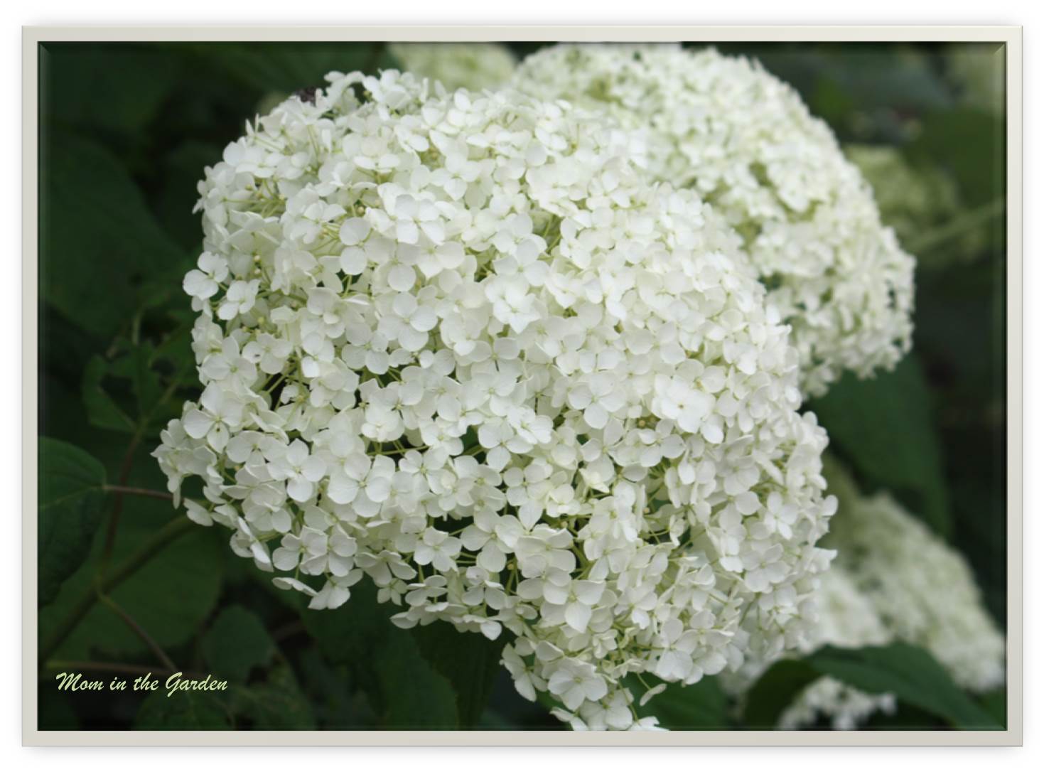 Annabelle hydrangea