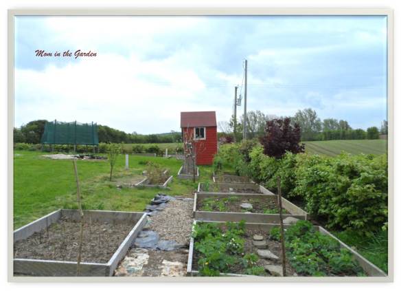 View of the fruit garden standing at the asparagus bed