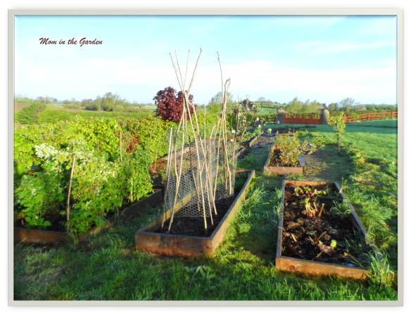 View of fruit garden standing at raspberry bed