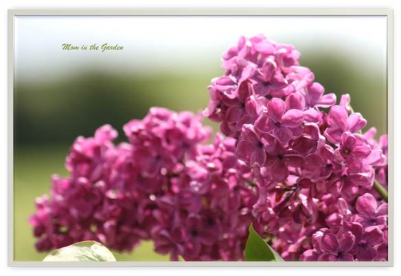 lilacs in a vase
