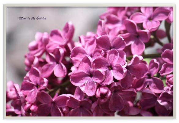 lilacs in a vase