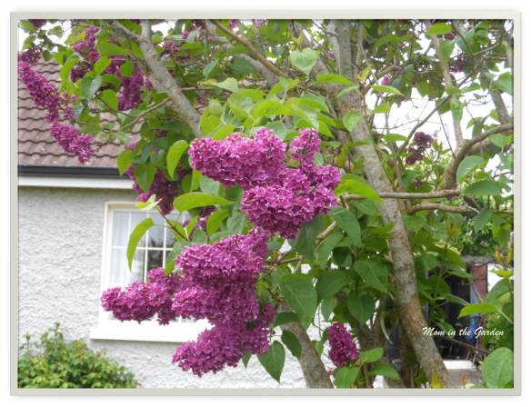 Lilacs along the road in Dromconrath