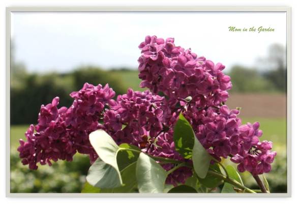 lilacs in a vase