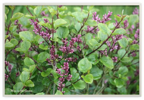 Syringa meyeri 'Palibin'