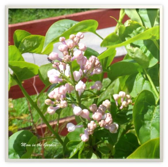 Syringa v. Beauty of Moscow