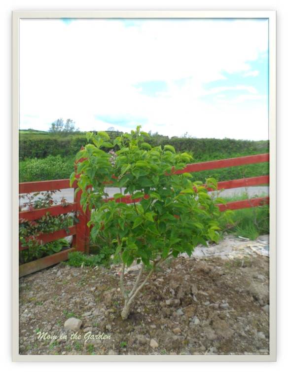 Syringa v. Beauty of Moscow