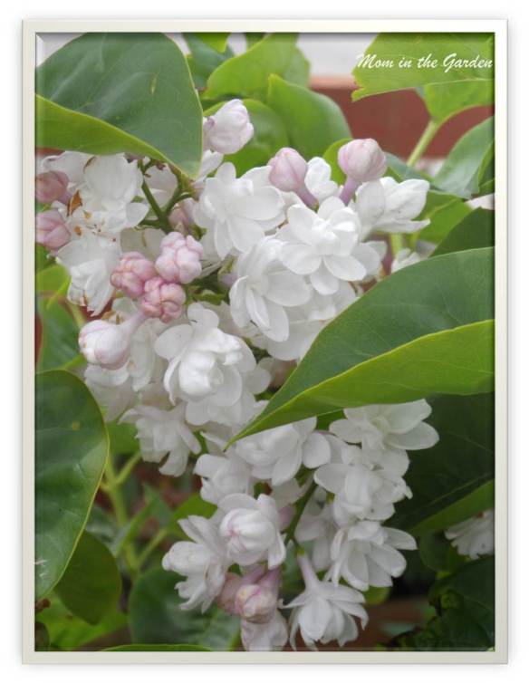 Syringa v. Beauty of Moscow