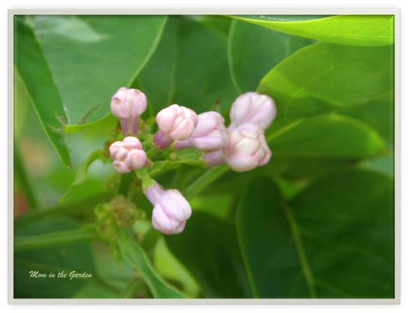 Syringa v. Beauty of Moscow 