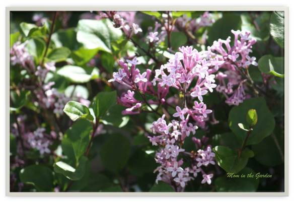 Syringa meyeri 'Palibin'