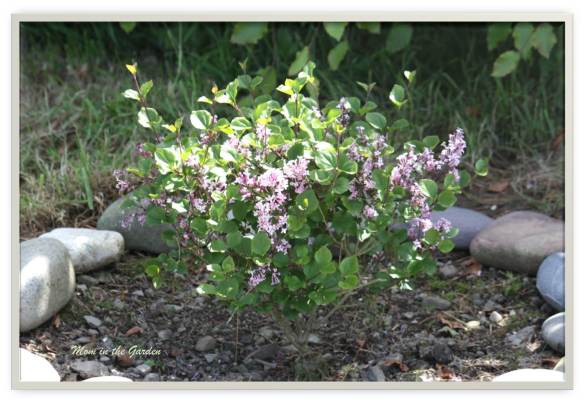 Syringa meyeri 'Palibin'