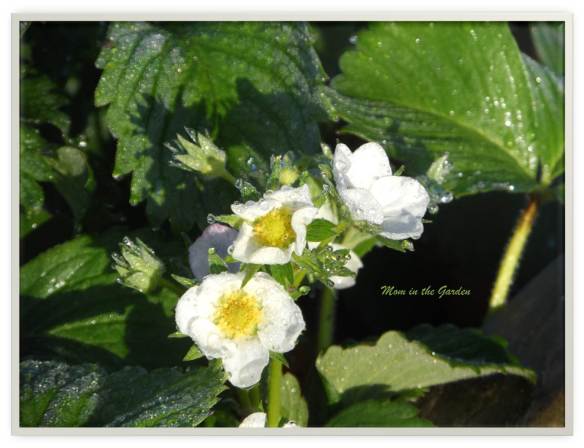 Strawberry flower May 6th