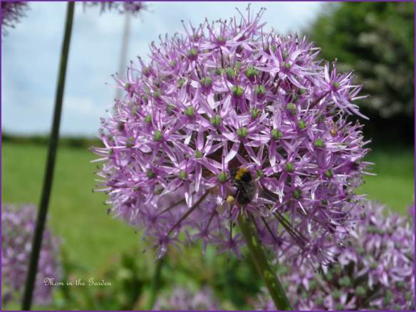 Allium up-close