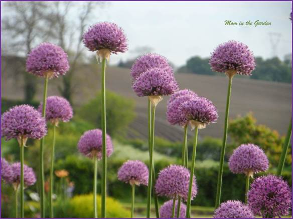 Allium 'purple sensation'