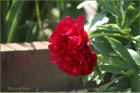 Peony in the garden at the front gate