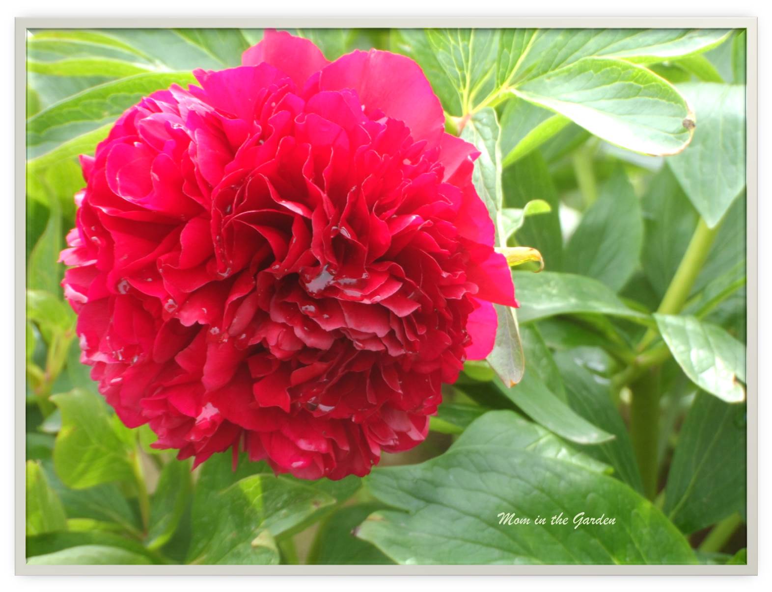 Peony with rain
