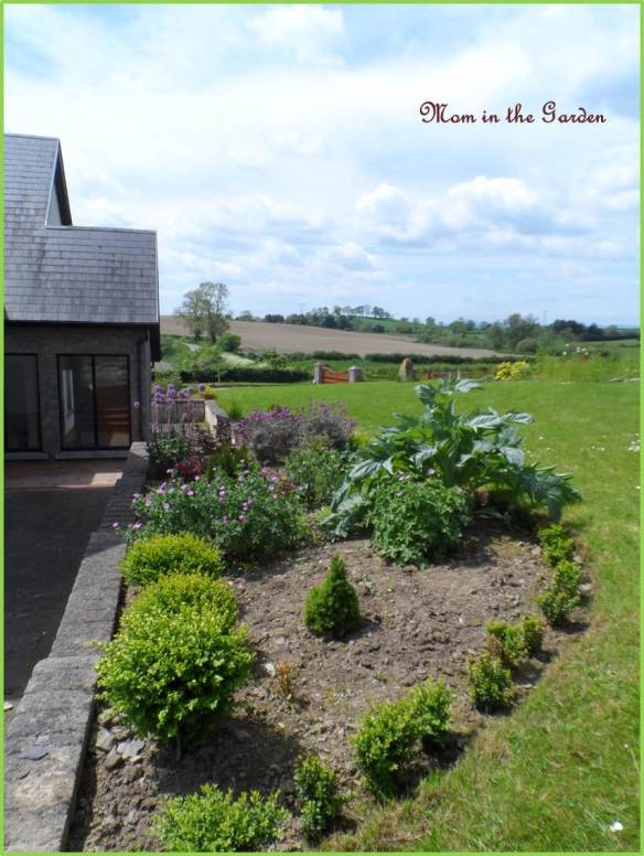 Pink garden filling out