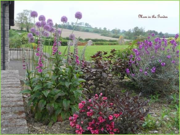 Allium 'purple sensation', foxglove, erysimum bowles,  Weigela florida 'Alexandra', Hydrangea Selma