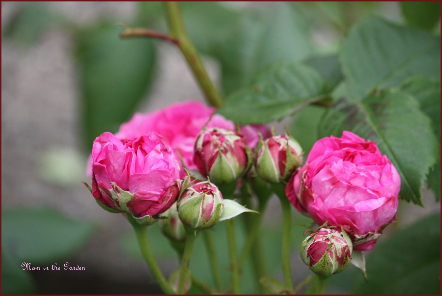 Rosa Jacques Cartier (1868) My favorite rose in the garden.