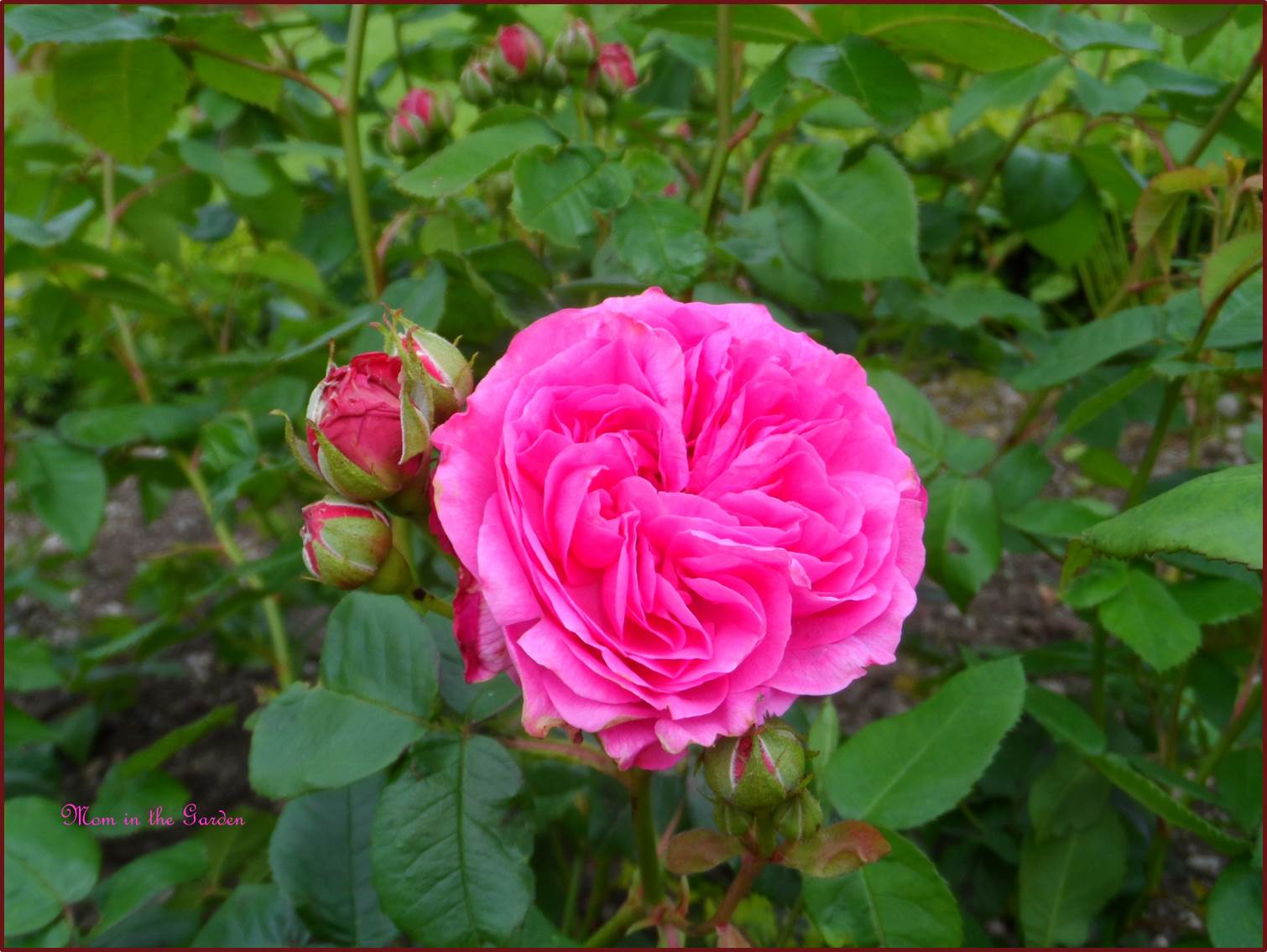 Rosa Jacques Cartier (1868)